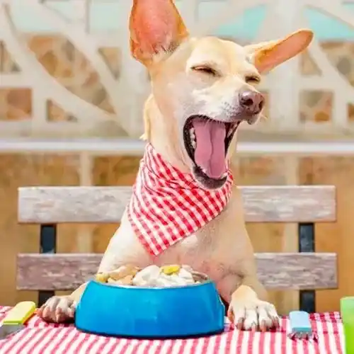 Doog Food